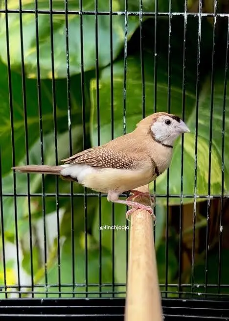Exotic Finches. — photo 8