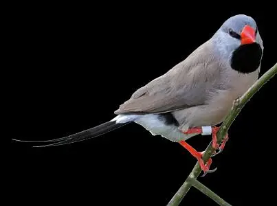 Exotic Finches. — photo 9