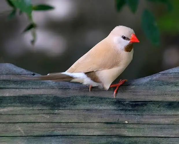 Exotic Finches. — photo 10
