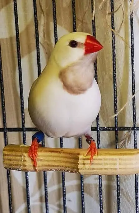 Exotic Finches. — photo 11