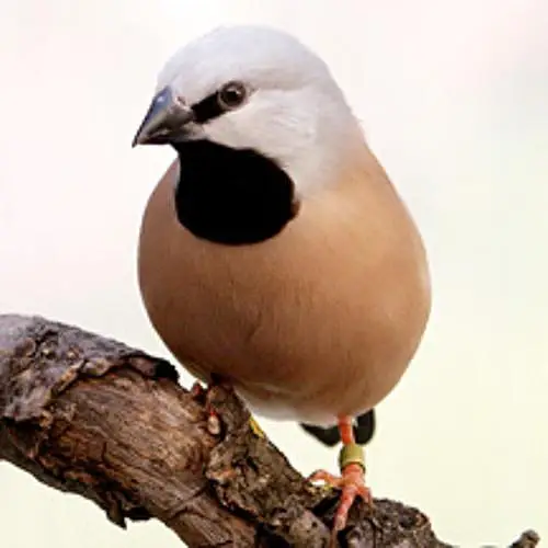 Exotic Finches. — photo 12