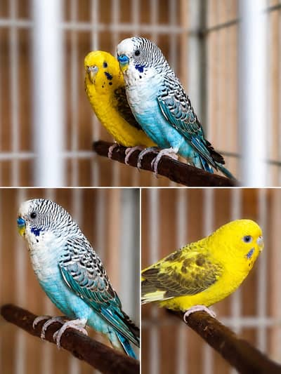 black wing split hogo female & black wing male 03274801497
