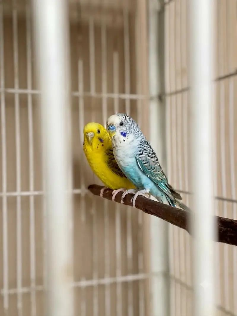 black wing split hogo female & black wing male 03274801497 — photo 2