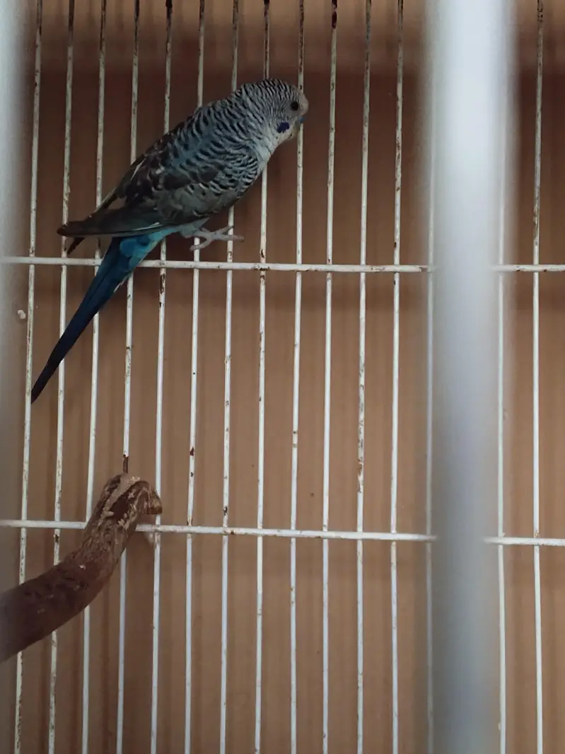 black wing split hogo female & black wing male 03274801497 — photo 3
