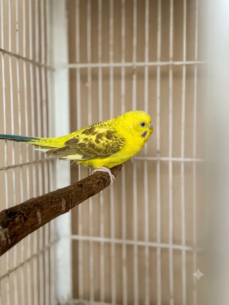 black wing split hogo female & black wing male 03274801497 — photo 4