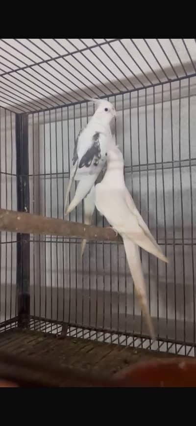 BREEDER PAIR FOR SALE 03146000146