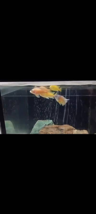 African cichlids