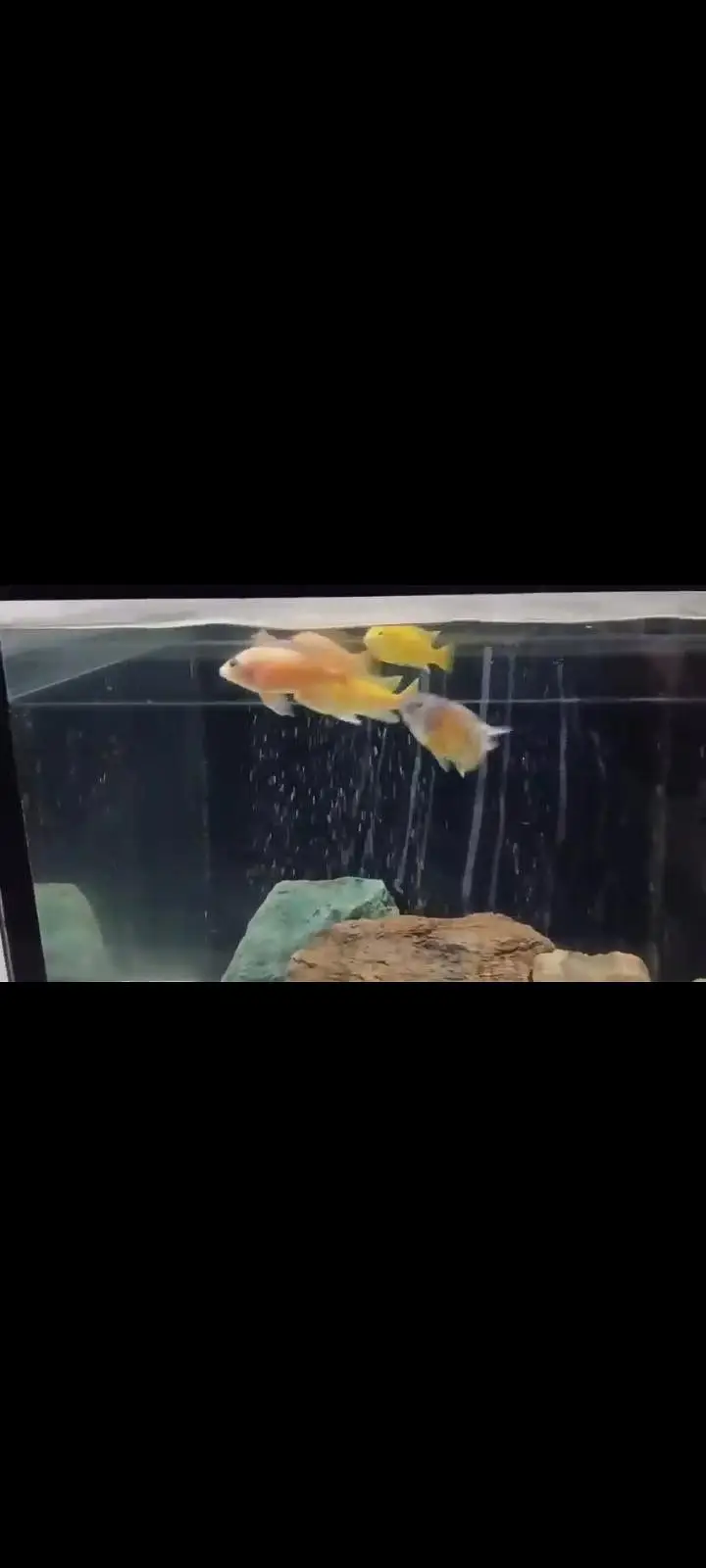 African cichlids