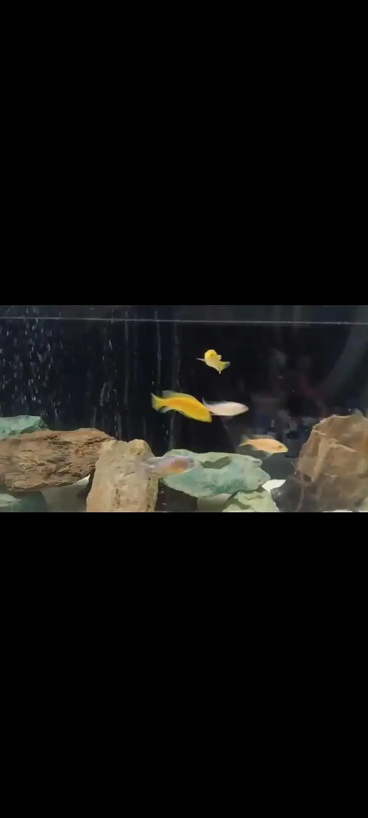African cichlids — photo 2