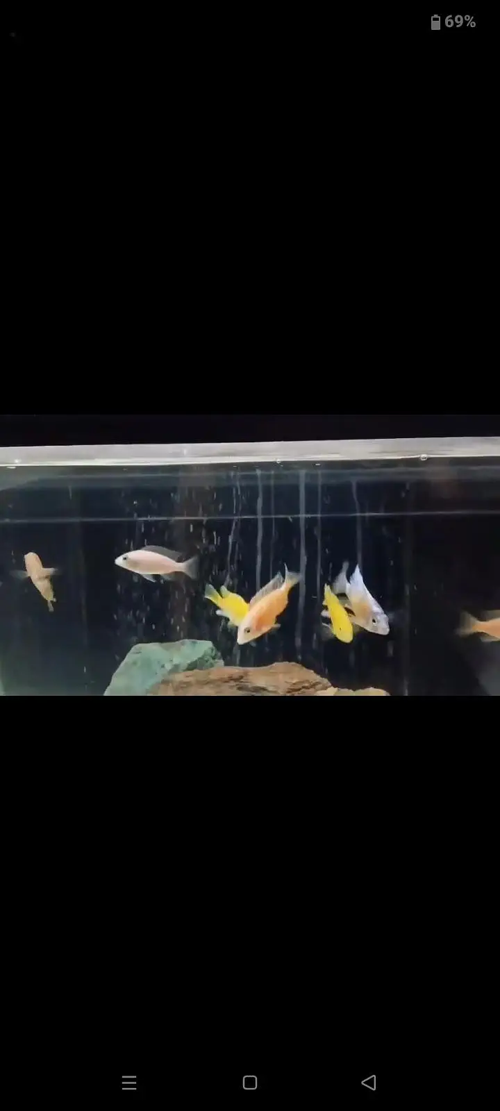 African cichlids — photo 3