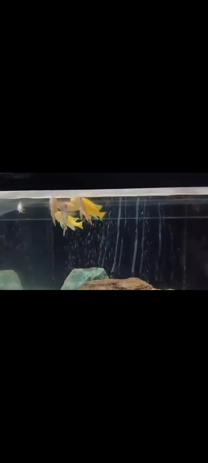 African cichlids — photo 4