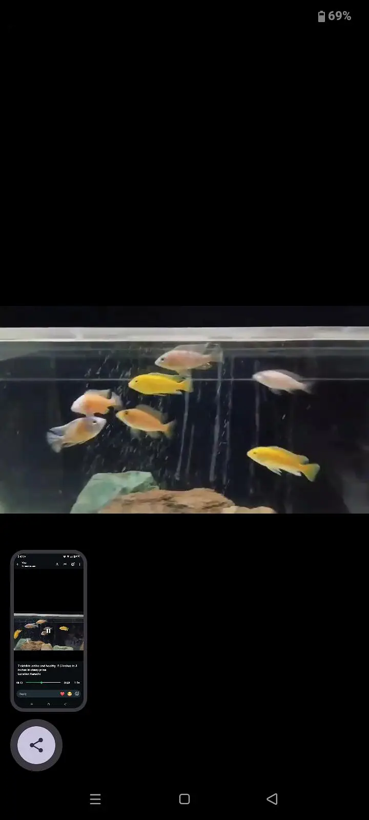 African cichlids — photo 5