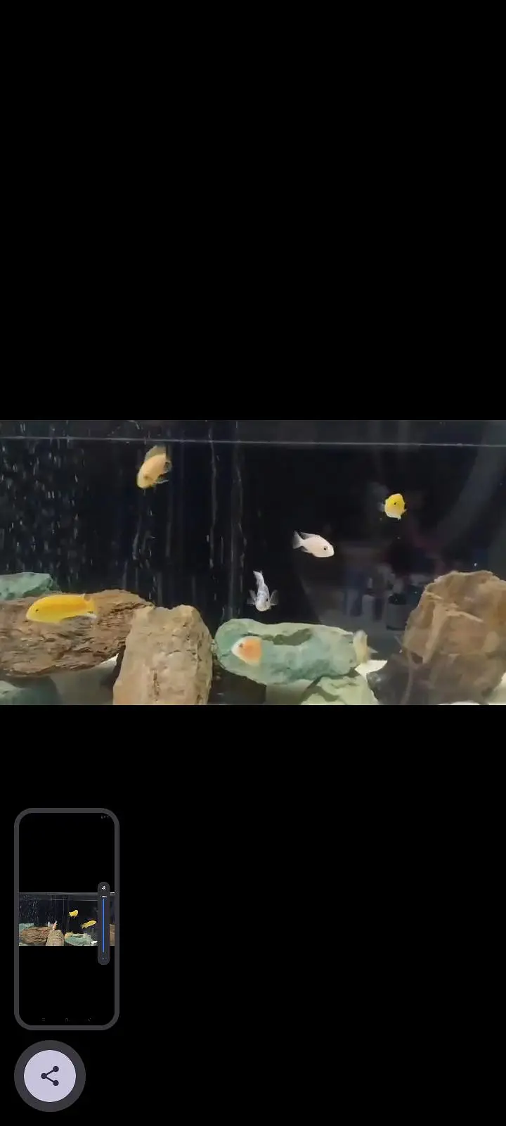African cichlids — photo 6