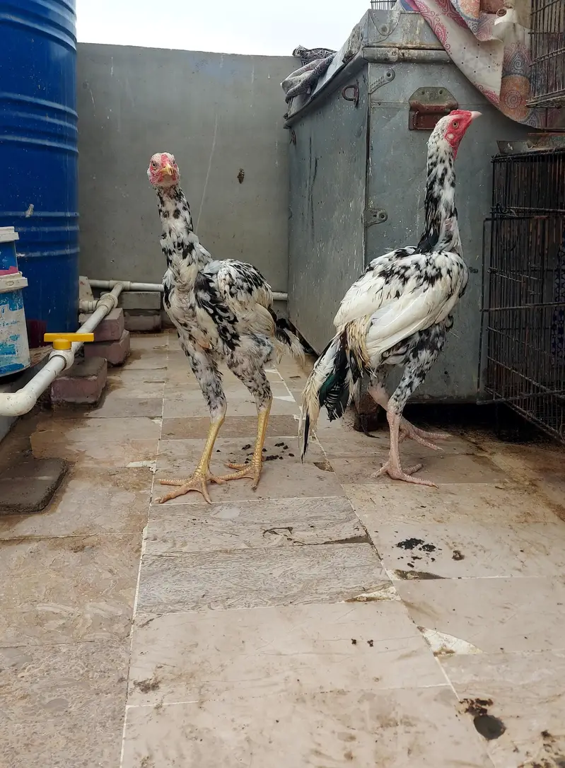 aseel mianwali murgha — photo 2