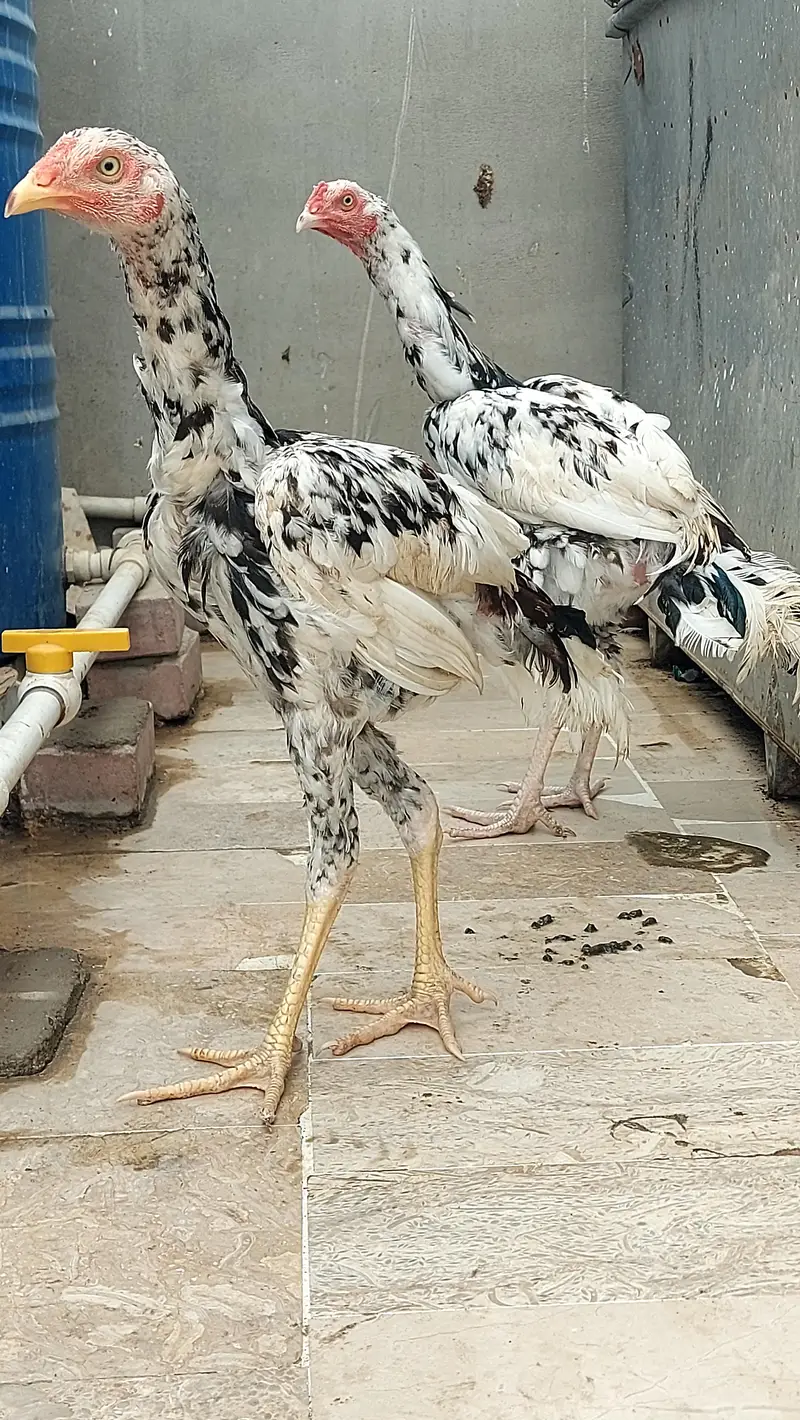 aseel mianwali murgha — photo 3