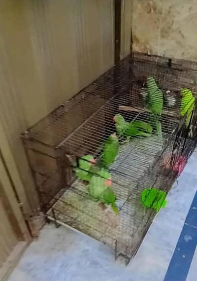 cage for sale 3feet by 1.5 centr partition wala dubble door