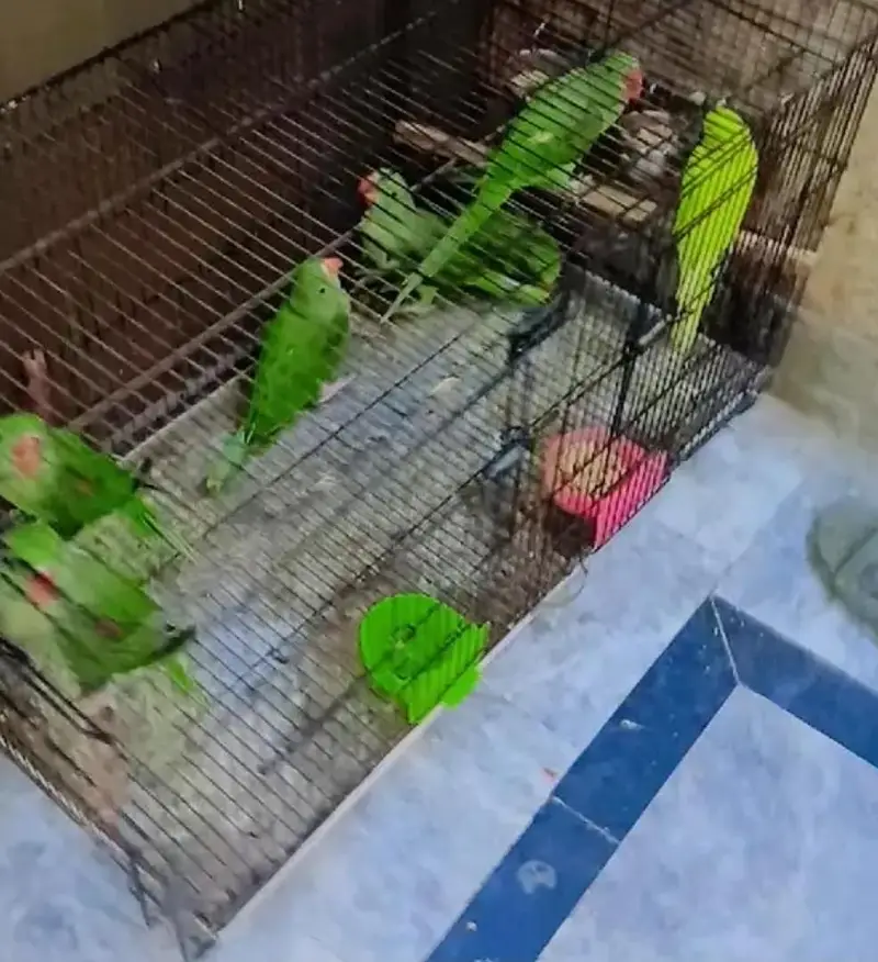 cage for sale 3feet by 1.5 centr partition wala dubble door — photo 3