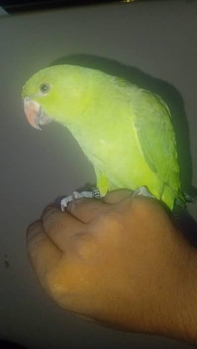 tame bird
