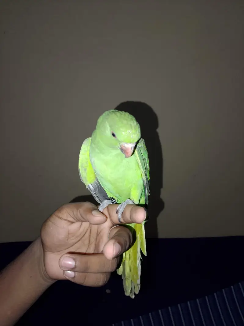 tame bird — photo 2