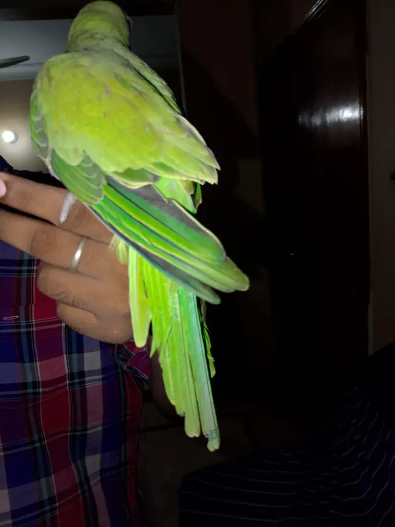 tame bird — photo 3
