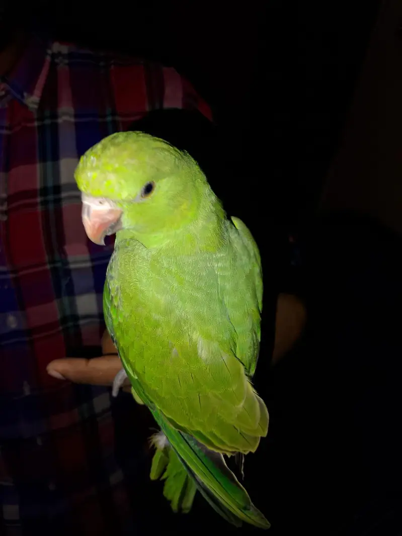 tame bird — photo 4