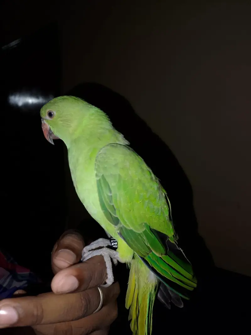 tame bird — photo 5