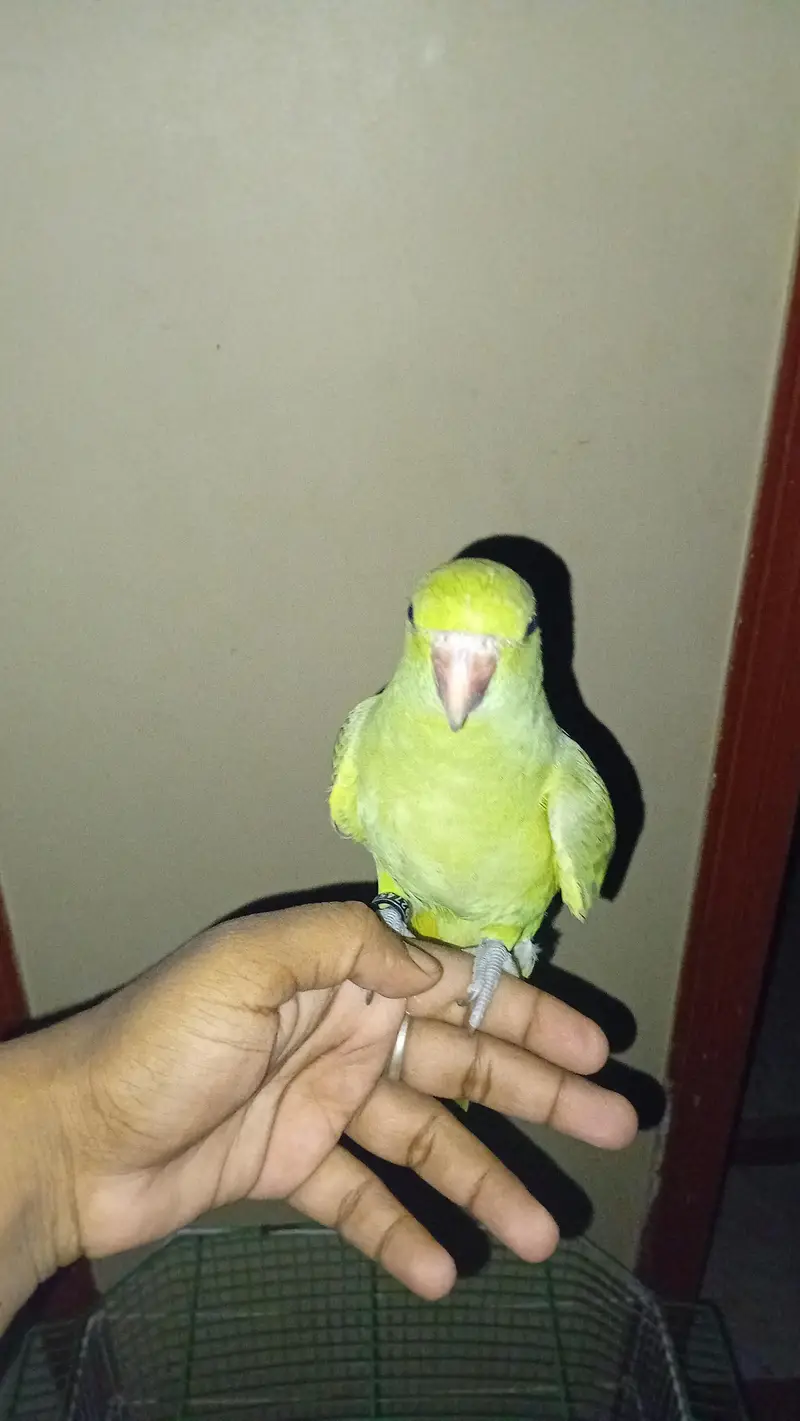 tame bird — photo 6