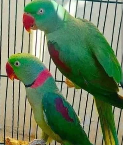Raw Kashmiri Breeder Pair