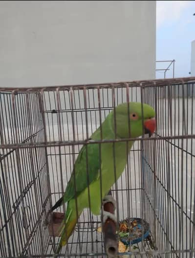 Green parot  for sale female