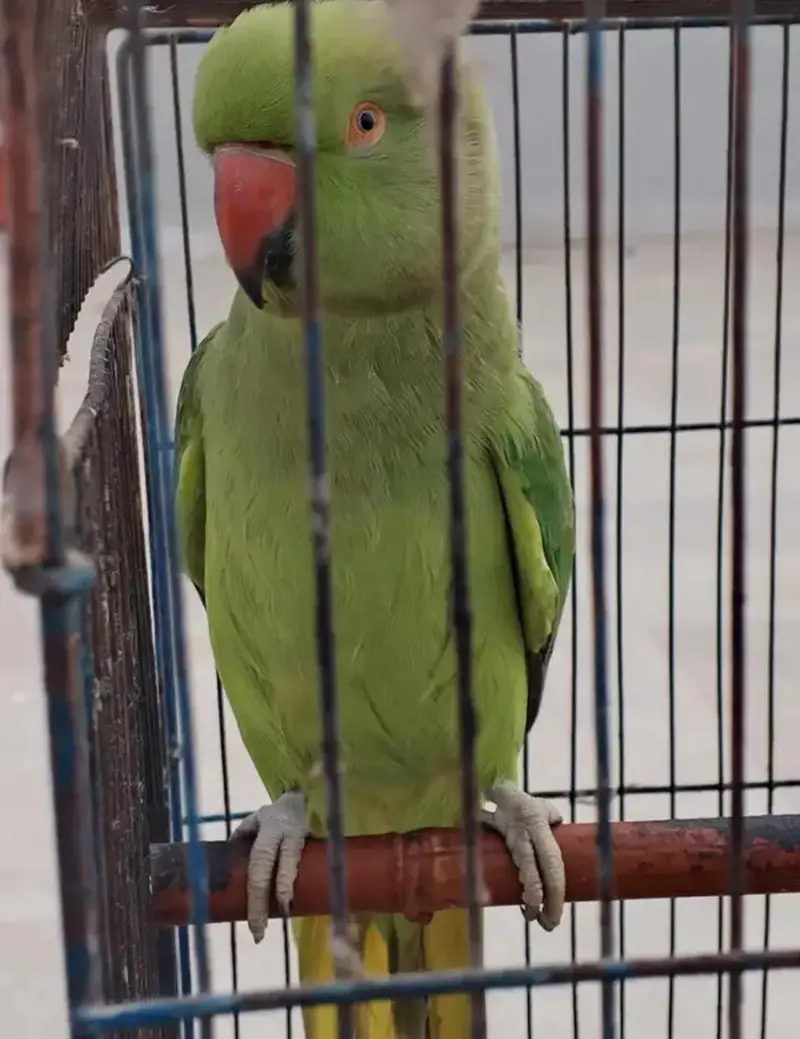 Green parot  for sale female — photo 2