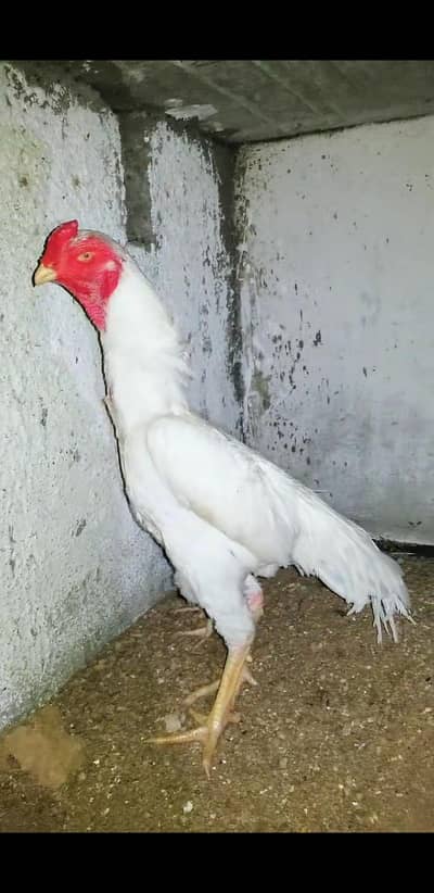 Heera Aseel 03100024337