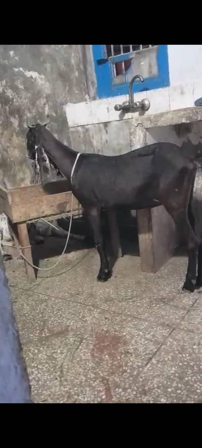 kamori bakri for sele