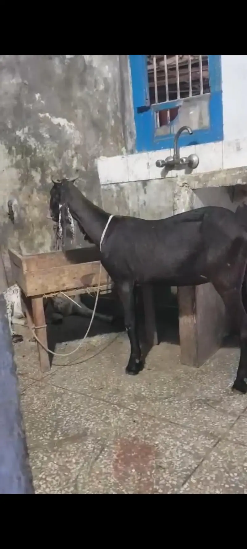 kamori bakri for sele — photo 2