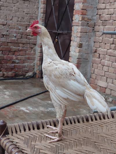 Cheena heera Bangum Aseel Patha