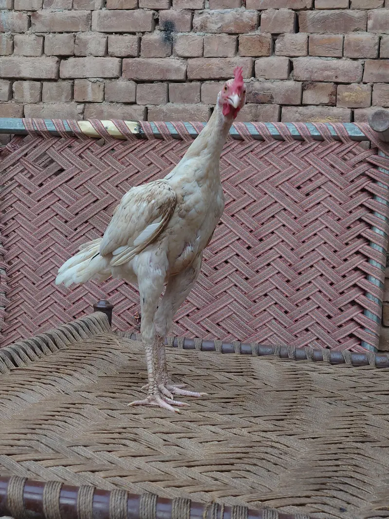 Cheena heera Bangum Aseel Patha — photo 2