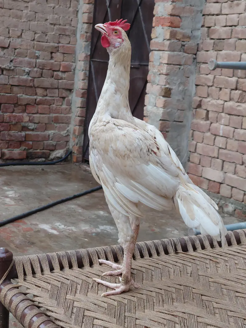 Cheena heera Bangum Aseel Patha — photo 3
