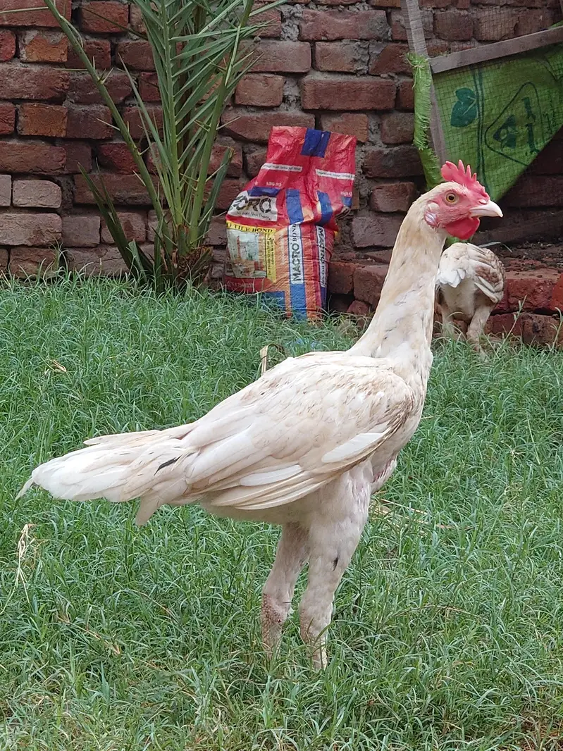 Cheena heera Bangum Aseel Patha — photo 4