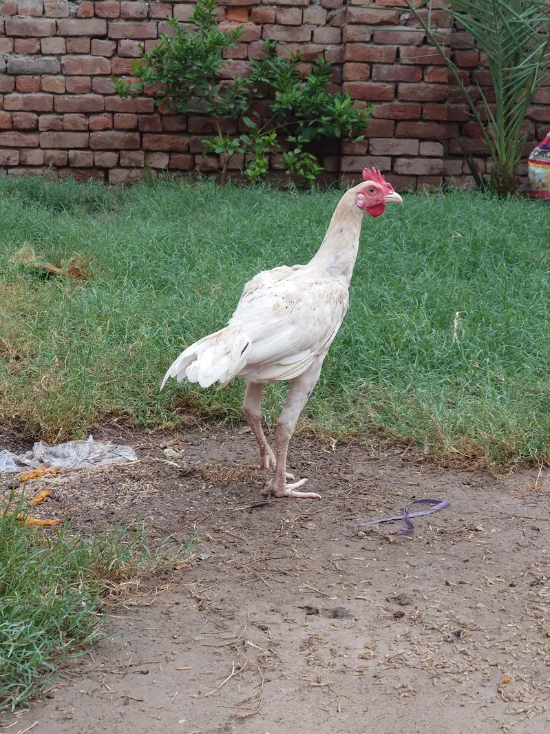 Cheena heera Bangum Aseel Patha — photo 5