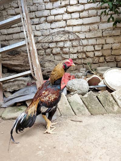 High quality aseel jawa galwa murga