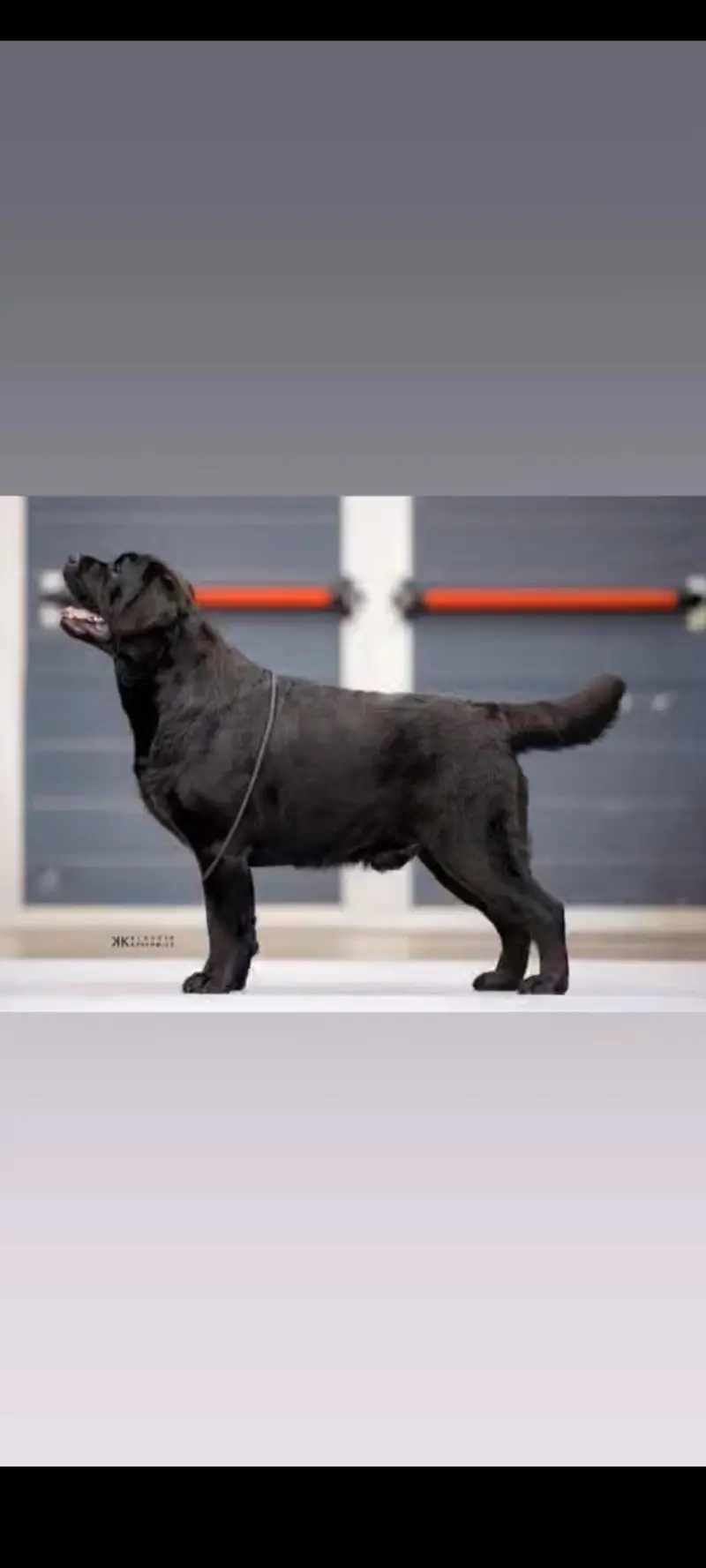 chocolate Labrador Pedigree mail