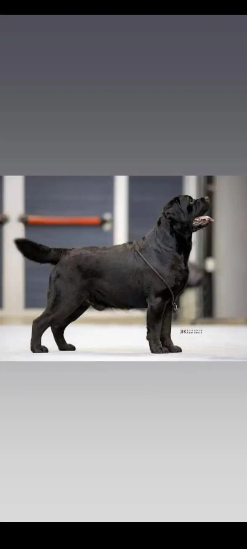 chocolate Labrador Pedigree mail — photo 2