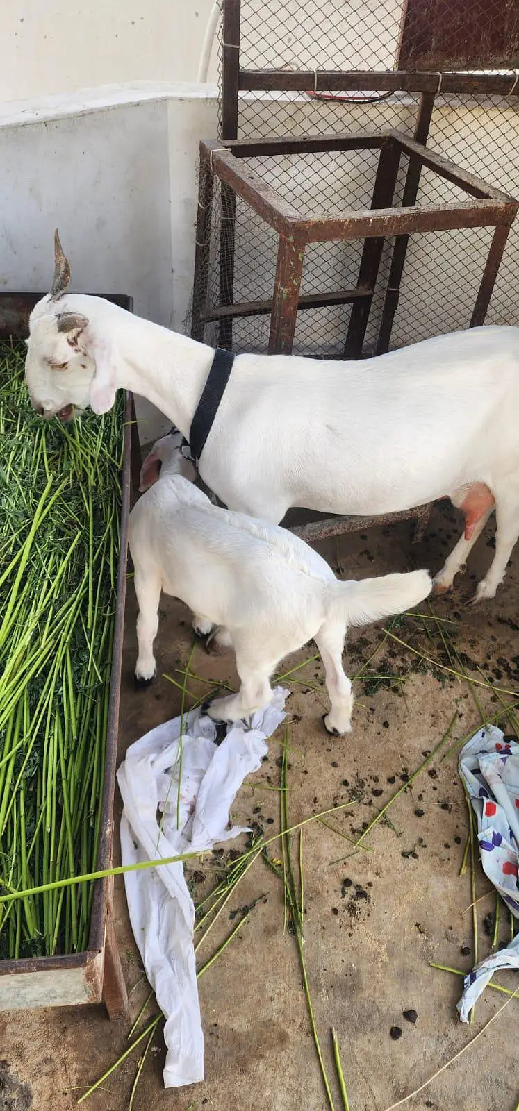 cross teddy female with kid read add first — photo 2