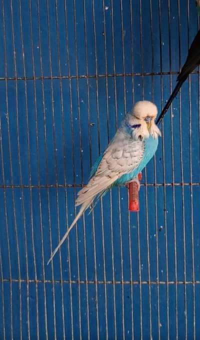 Exhibition male