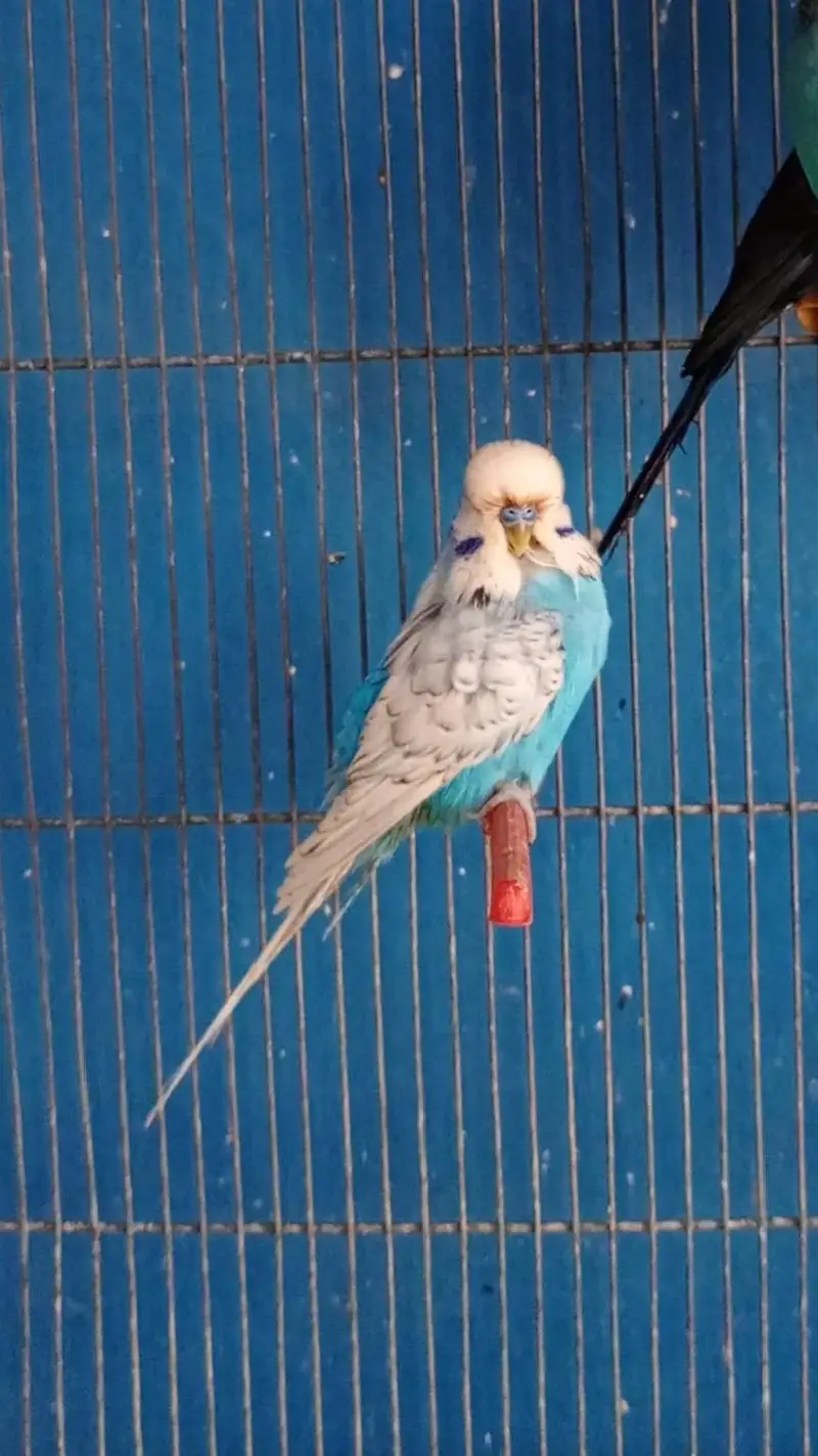 Exhibition male — photo 2