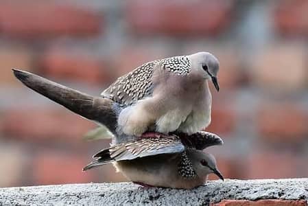Spotted,Green Emerald, Cape dove  Crested , Turtle dove pairs For sale