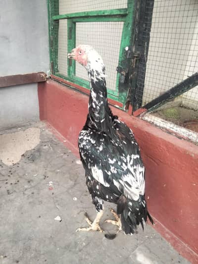 jisne lena whi rabta kry 03206347992