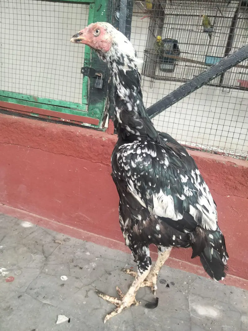 jisne lena whi rabta kry 03206347992 — photo 2