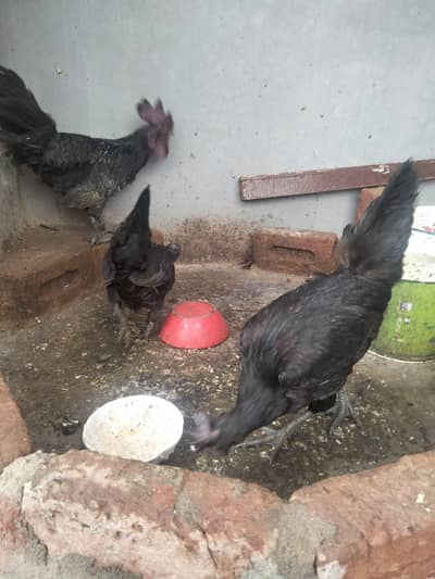 jisne lena whi rabta kry 03206347992