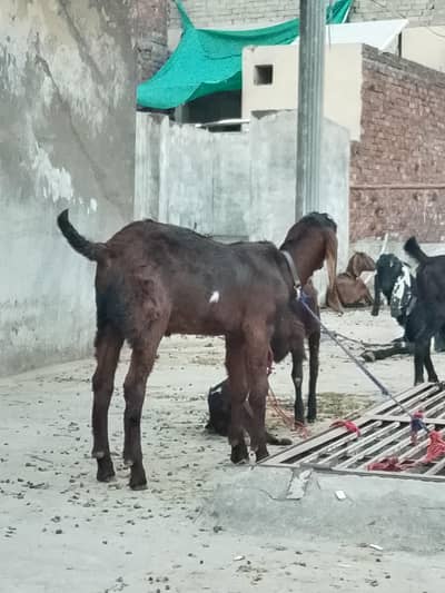 eik bari bakri hai or 2 pathy hai