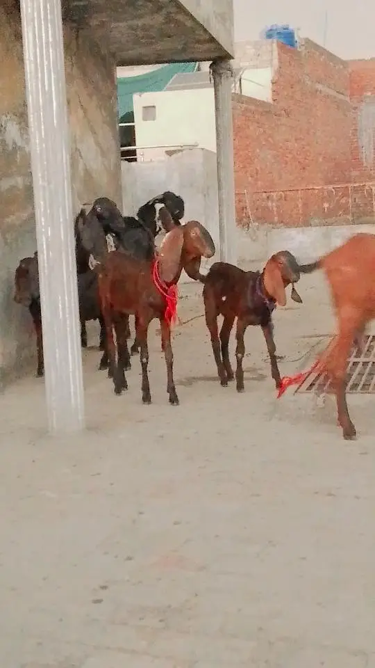 eik bari bakri hai or 2 pathy hai — photo 2